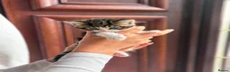 Mixed Breed cats for sale: Adorable Tabby & White Kitten – Ready to Leave Now - Advert 6