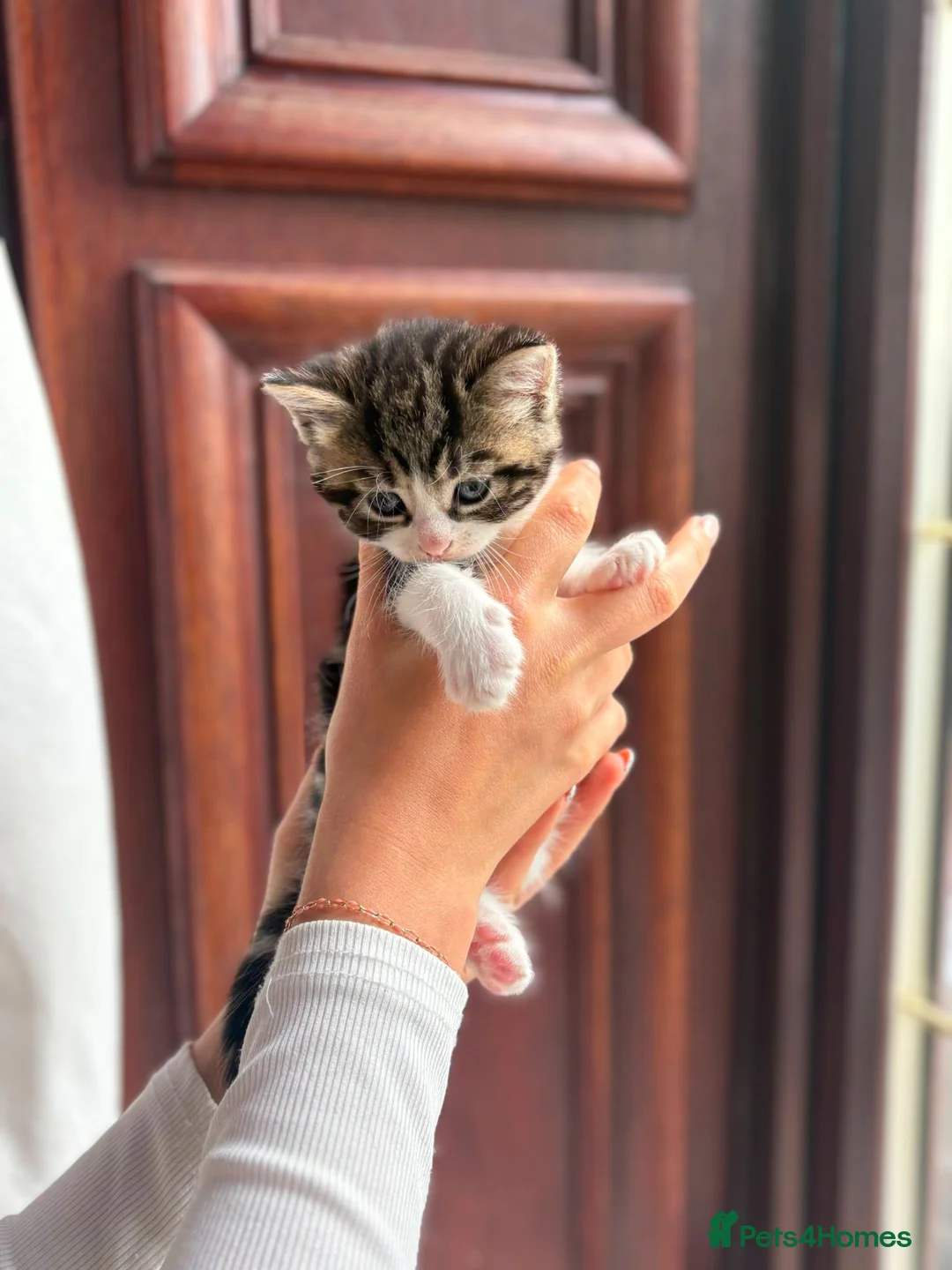 Mixed Breed cats for sale: Adorable Tabby & White Kitten – Ready to Leave Now - Advert 6