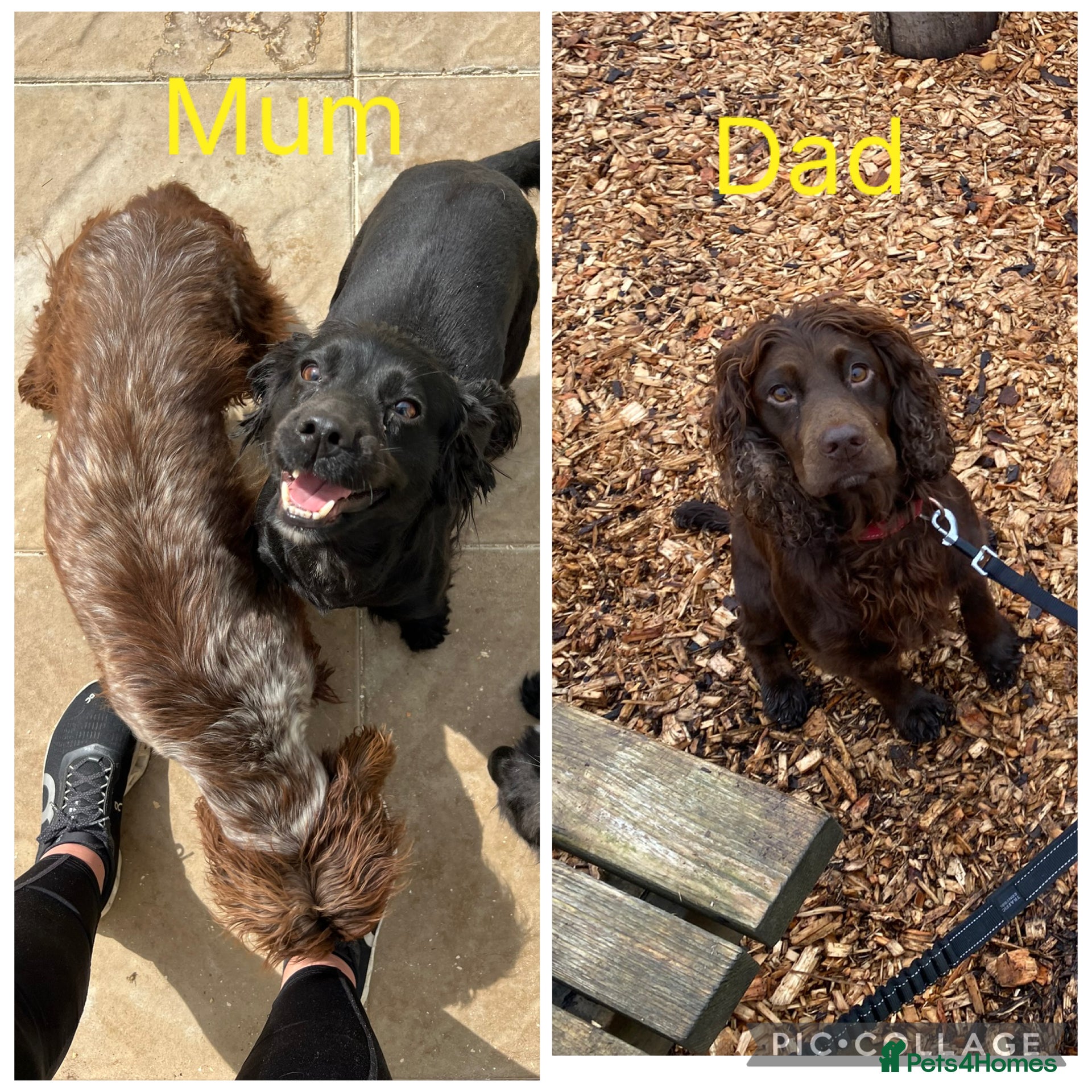 Cocker Spaniel dogs WAITING LIST - KC DNA CLEAR WCS PUPS - Advert 1