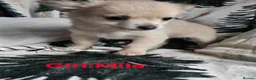 Chihuahua dogs for sale: **Ready Now ** Chihuahua Puppies ️ KC Registered  in Bristol - Advert 14