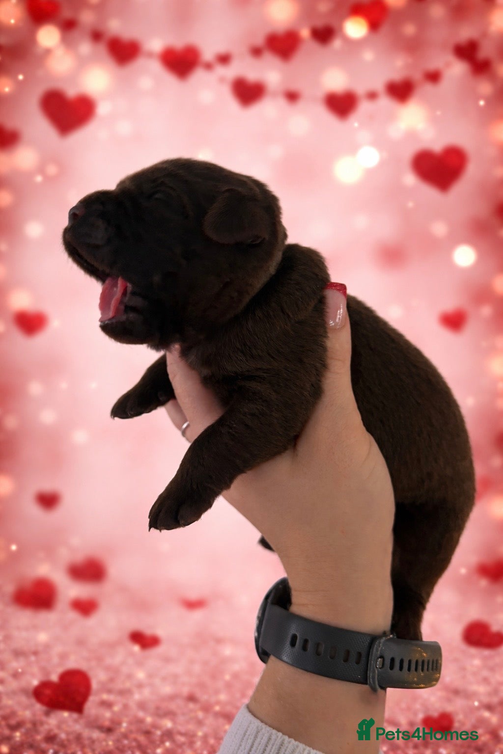 Labrador Retriever dogs Chocolate Labradors KC  - Advert 15