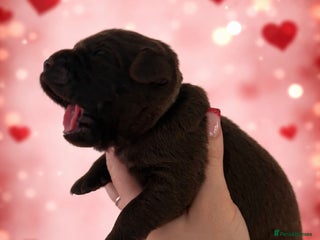 Labrador Retriever dogs Chocolate Labradors KC - Advert 15