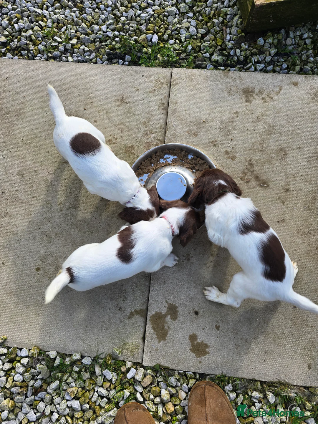English Springer Spaniel dogs for sale:  Health tested Springer Spaniel puppies - Advert 1