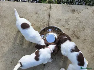 English Springer Spaniel dogs Health tested Springer Spaniel puppies - Advert 6