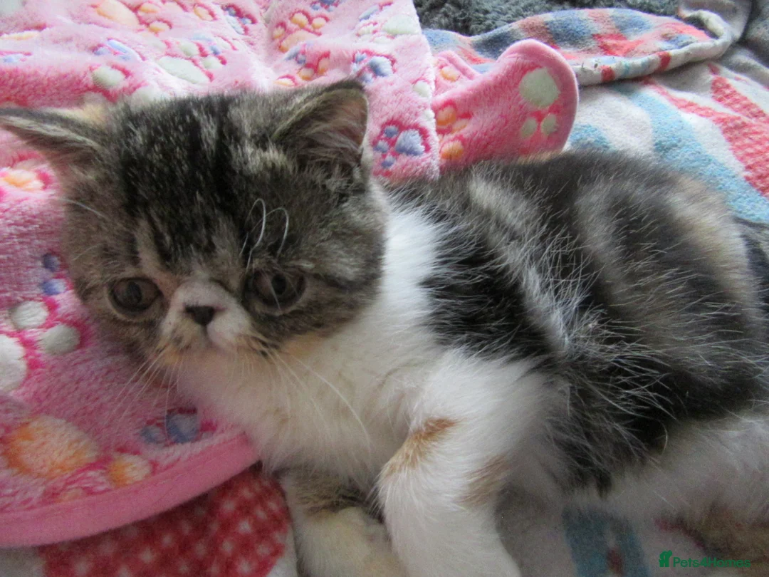 Exotic cats for sale: Super sweet Exotic female kitten READY NOW - Advert 2