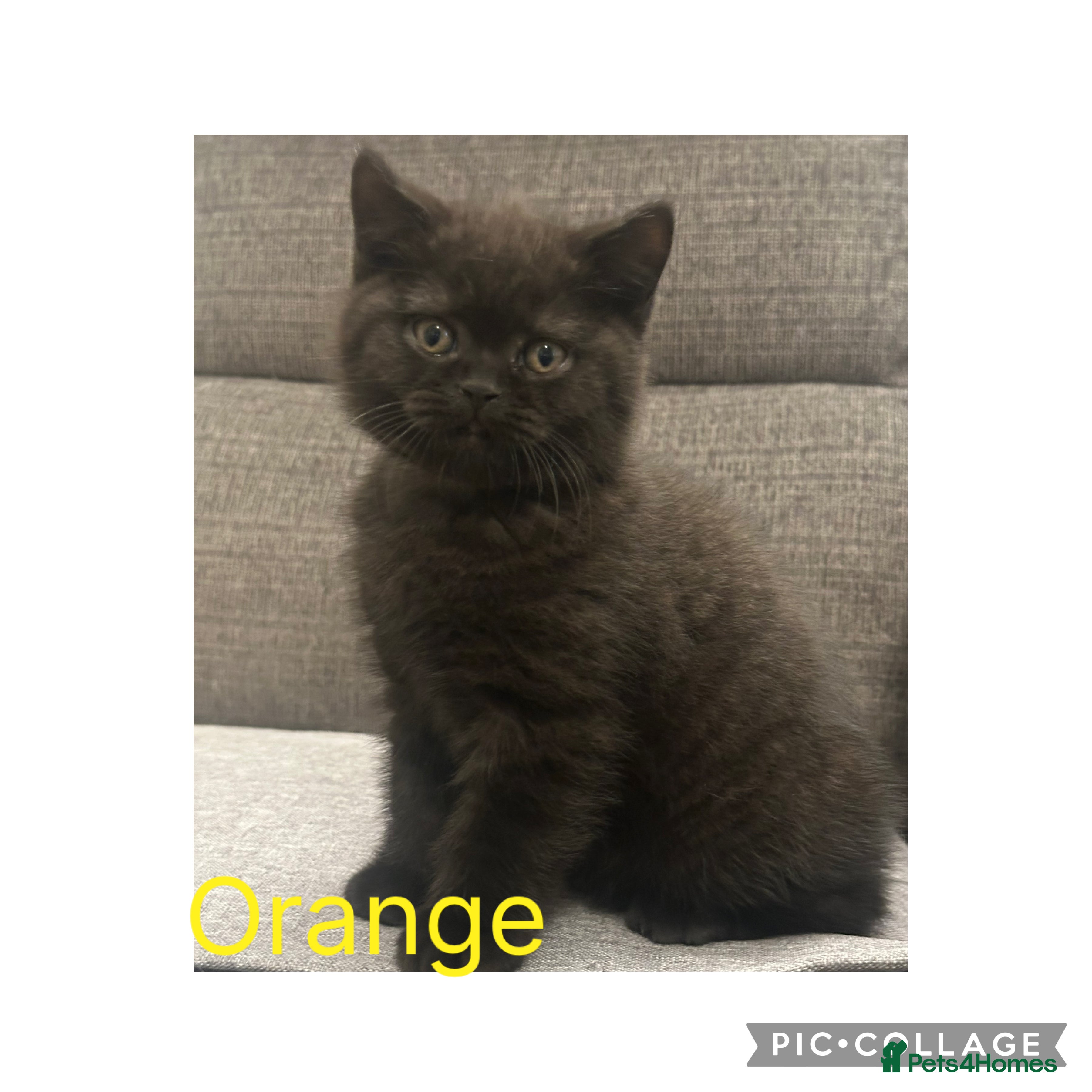 British Shorthair cats GCCF Registered British Shorthair Kittens - Advert 4