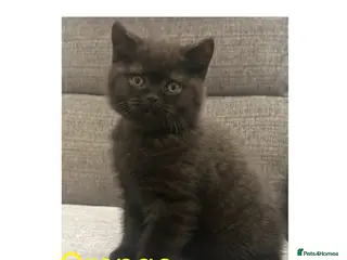 British Shorthair cats GCCF Registered British Shorthair Kittens - Advert 1