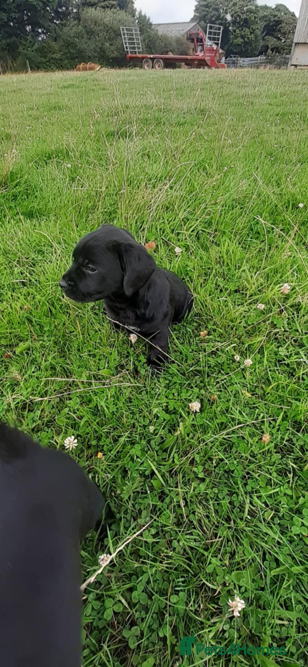 Mixed Breed dogs for sale: Cocker spaniel X Border terrier puppies - Image 1