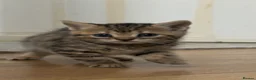 British Shorthair cats for sale: Half British shorthair kittens - Advert 8