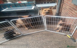 German Shepherd dogs for sale: German shepherd x Belgium malinois  - Image 2