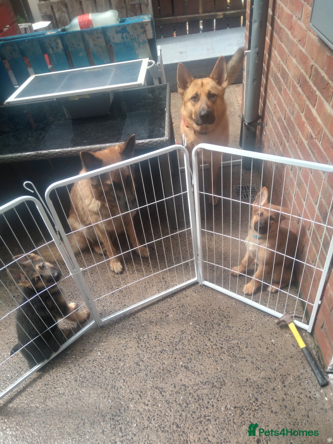 German Shepherd dogs for sale: German shepherd x Belgium malinois  - Image 2