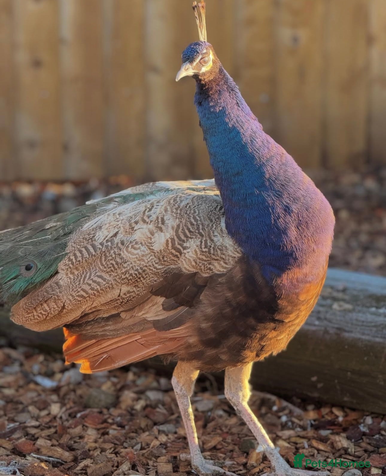 Peafowl poultry Peacocks 🦚 Peahens FOR SALE - Advert 9