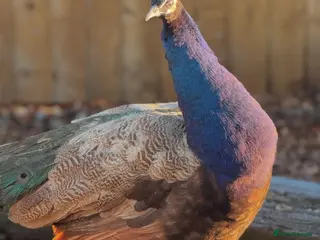 Peafowl poultry UPDATED - PEACOCKS FOR SALE 🦚🦚 - Advert 1