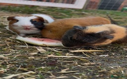 Guinea Pig rodents for sale: Guinea pigs  - Image 4