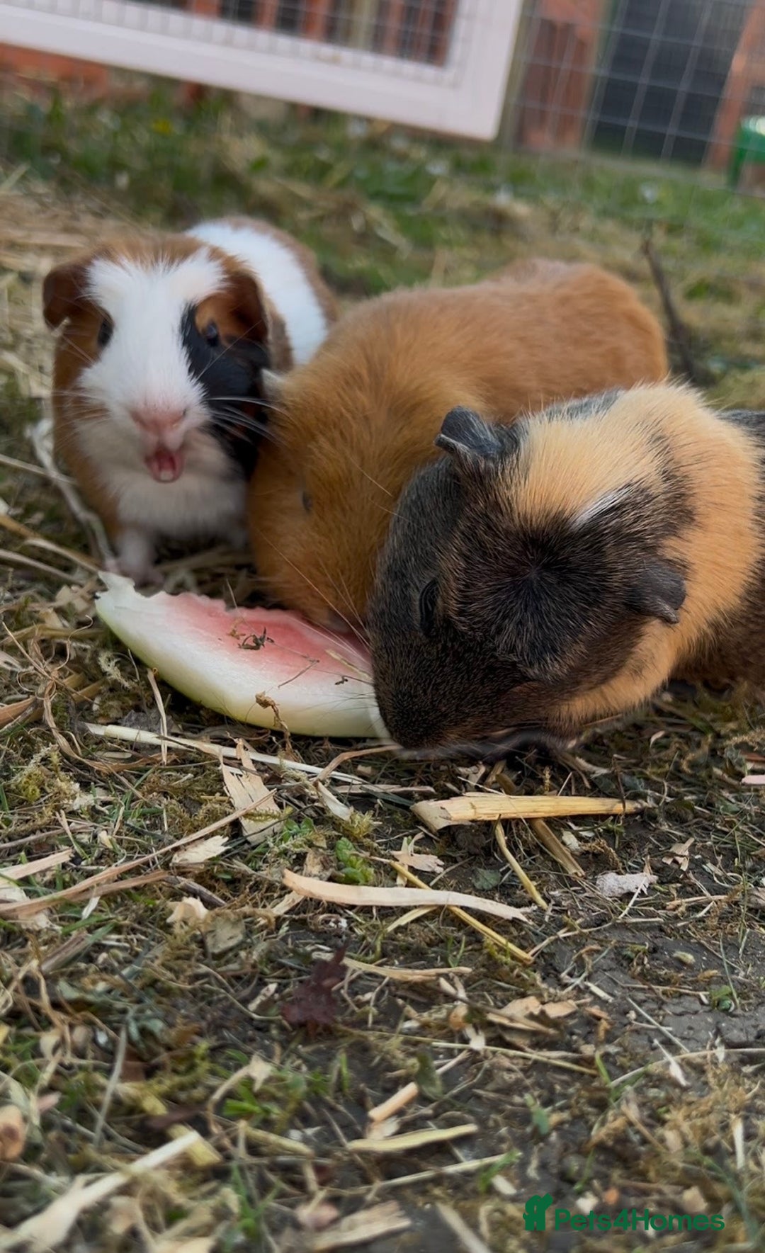 Guinea Pig rodents for sale: Guinea pigs  - Image 4