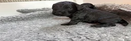 Mixed Breed dogs for sale: Delightful Schnockerpoo Puppies  - Advert 15