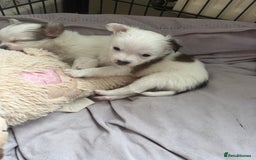Chihuahua dogs for sale: Long haired chihuahuas  - Image 11