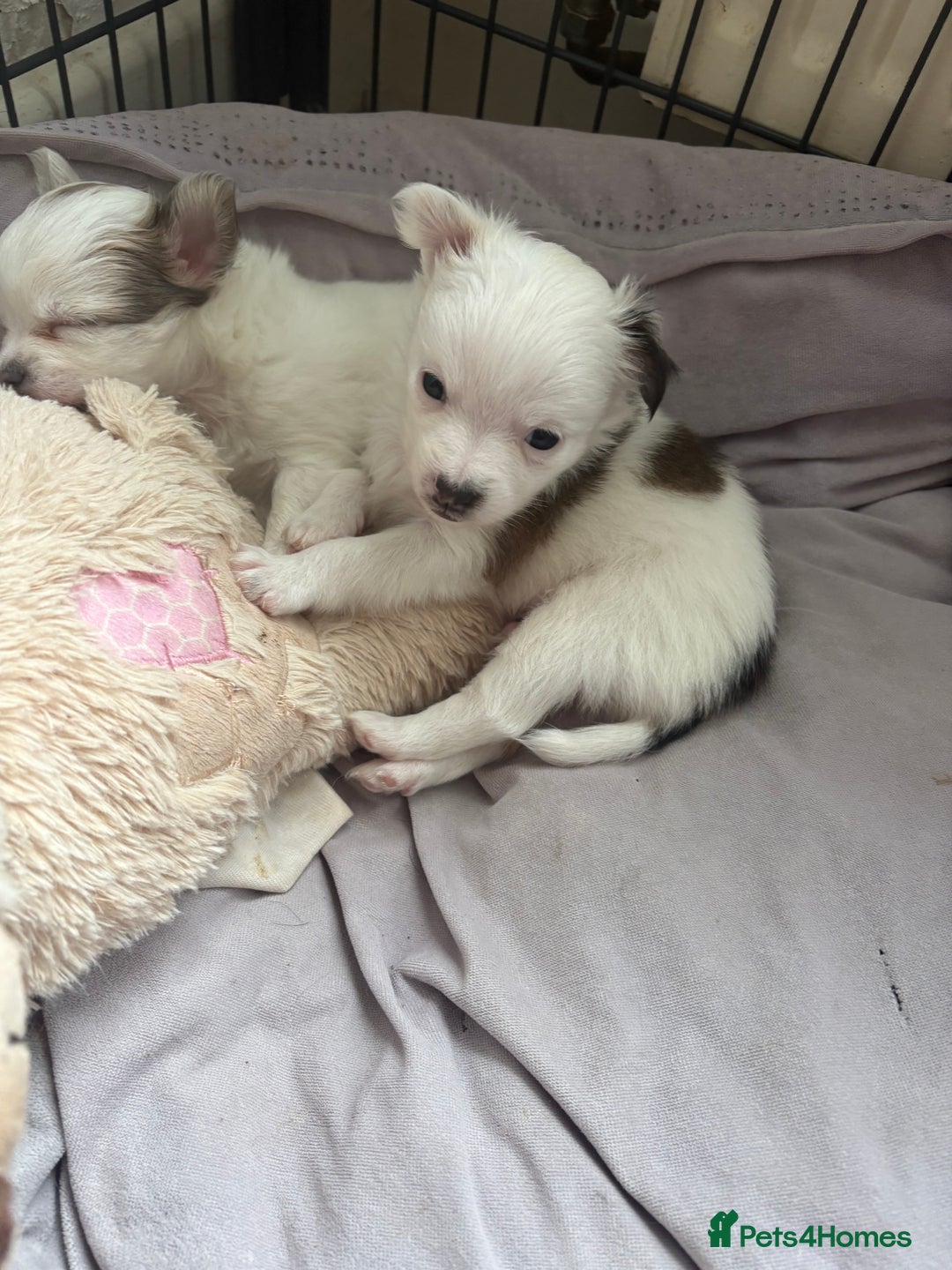 Chihuahua dogs for sale: Long haired chihuahuas  - Image 11