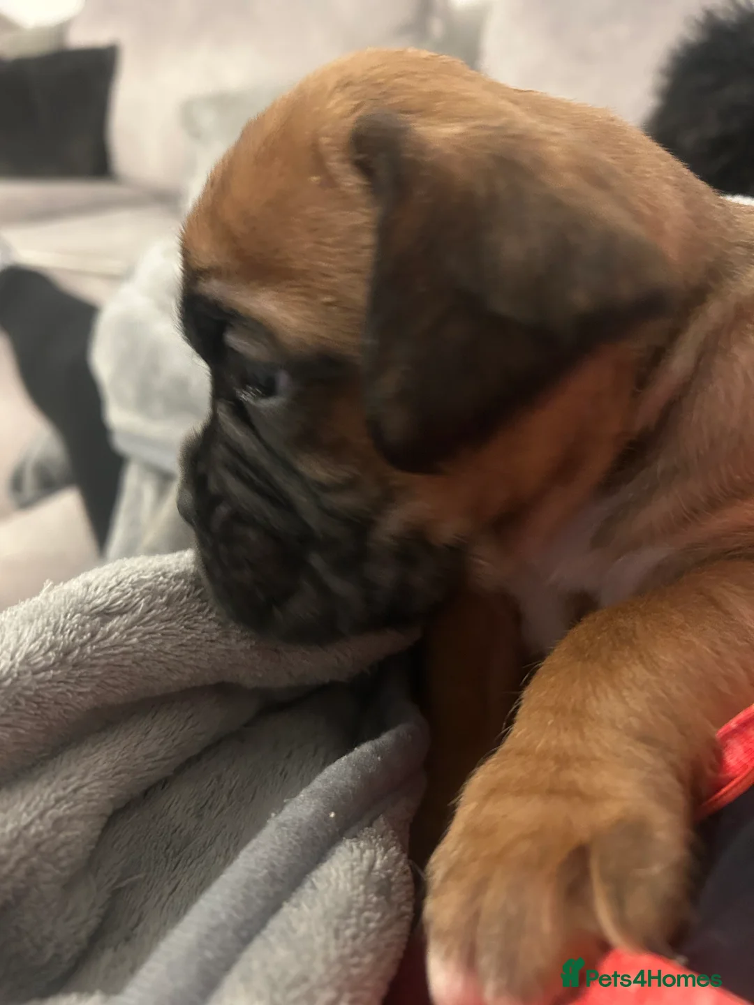 Boxer dogs for sale: Exceptional Litter - World Champion Bloodline  - Advert 10