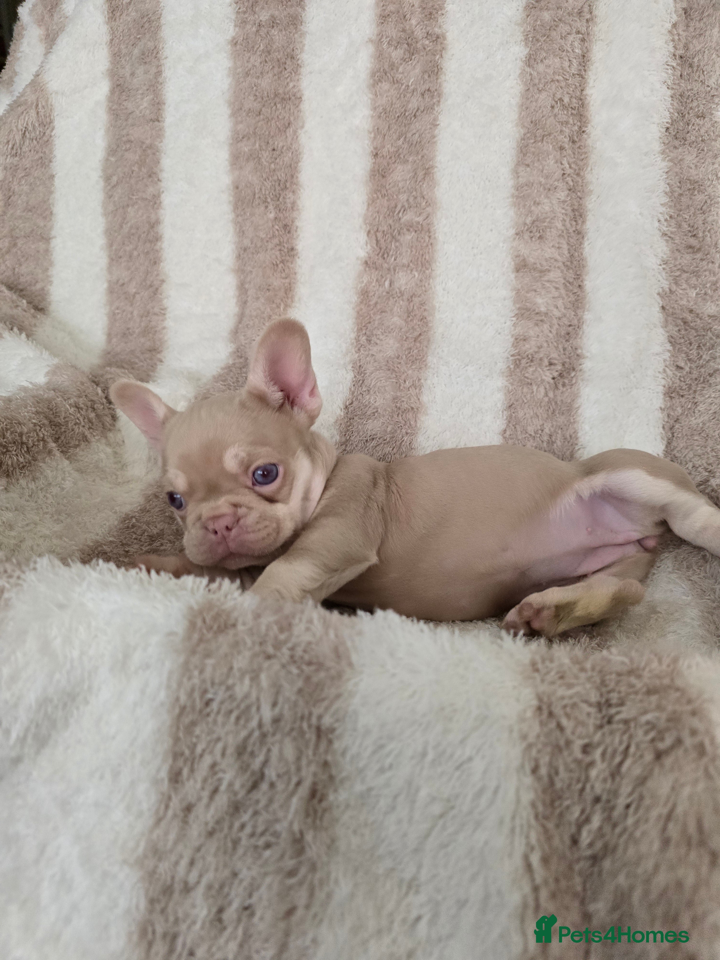 French Bulldog dogs Beautiful Frenchie Pups Available  - Advert 6