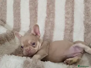 French Bulldog dogs Beautiful Frenchie Pups Available - Advert 6