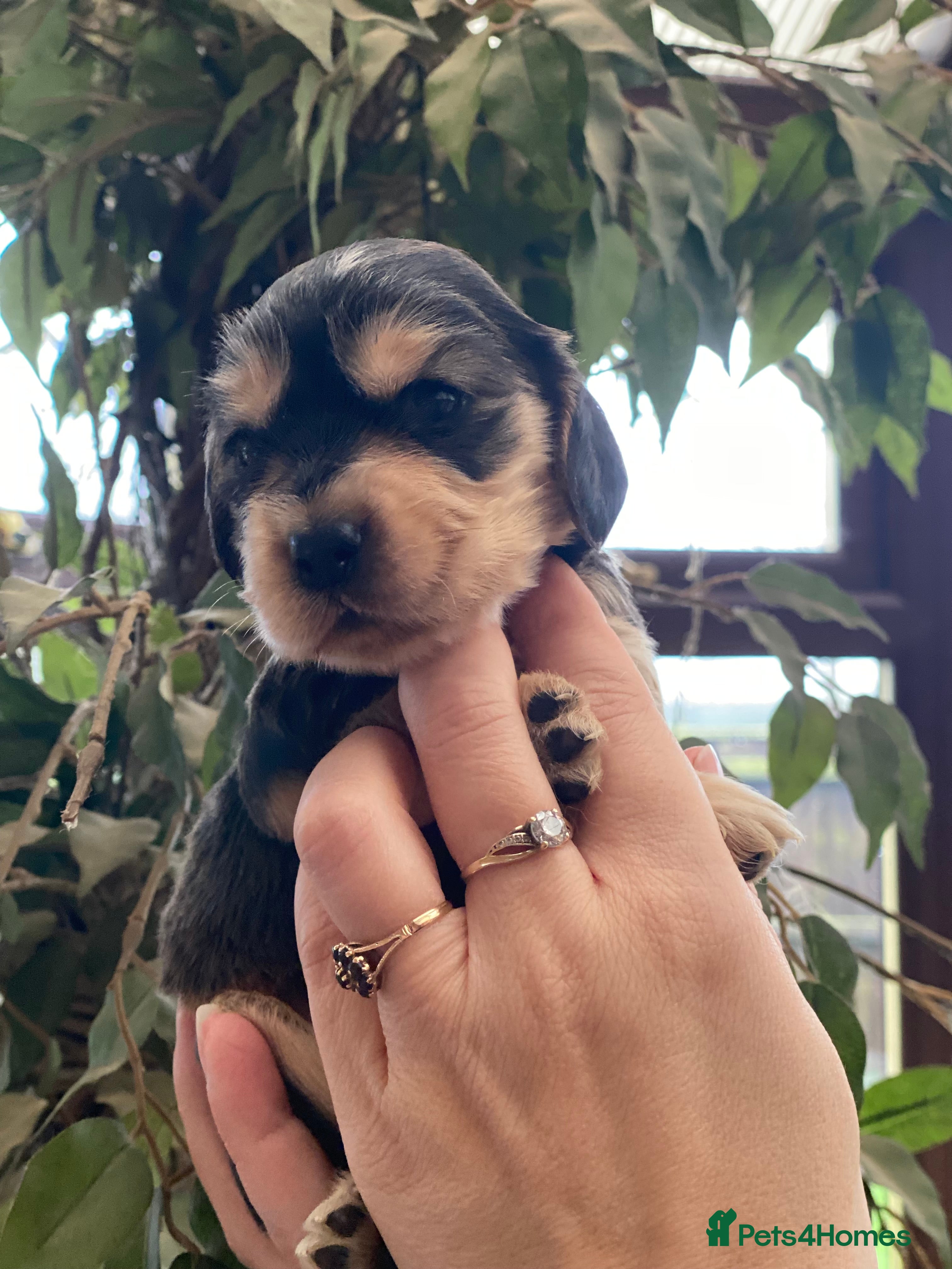 Cocker Spaniel dogs Gorgeous show cocker spaniels  - Advert 15