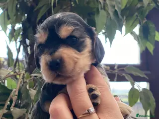 Cocker Spaniel dogs Gorgeous show cocker spaniels - Advert 15