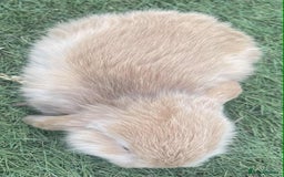 Mini Lop rabbits for sale: Mini lops for reserve  - Image 5