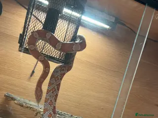 Corn Snake reptiles CornSnake + Tank - Advert 6