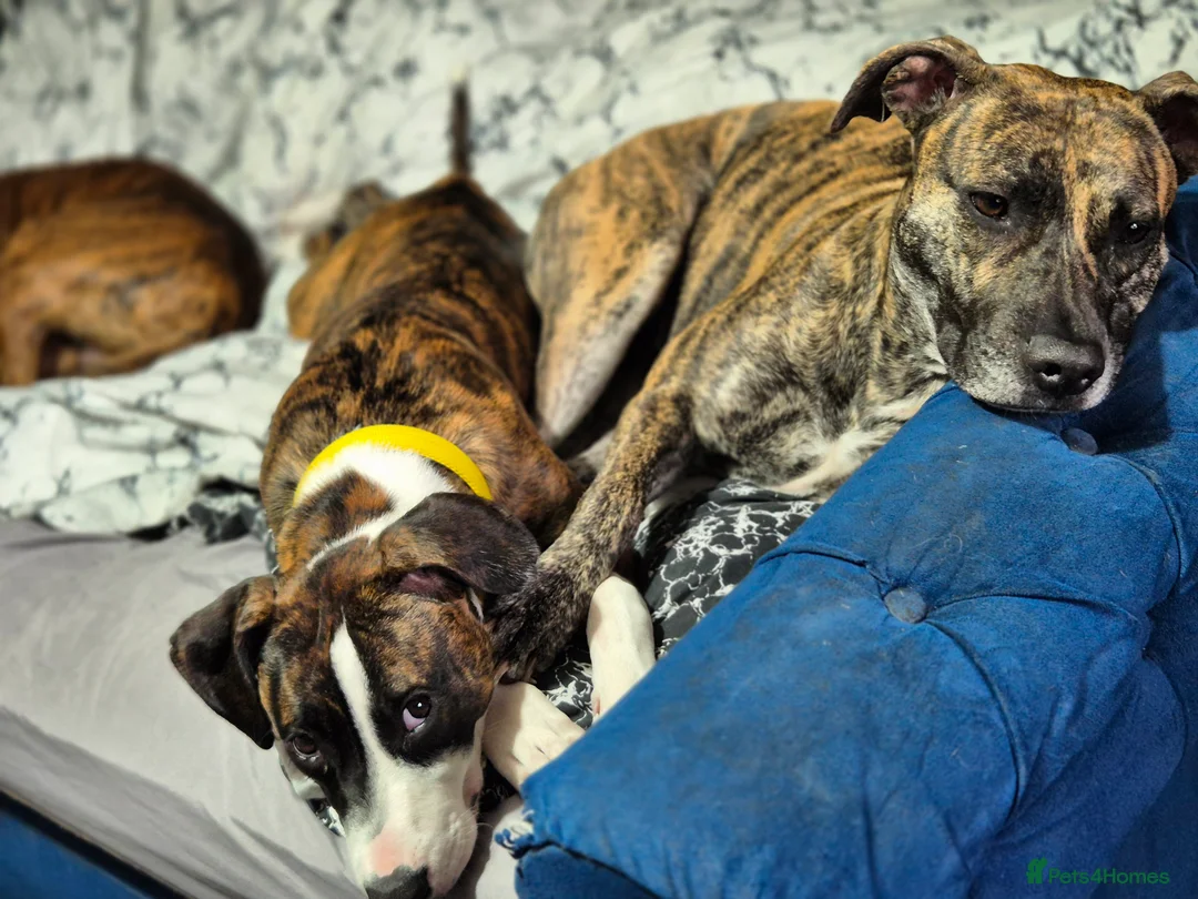 Presa Canario dogs for sale: Presa canario - Advert 2