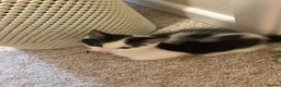 Mixed Breed cats for sale: Kittens  - Advert 5