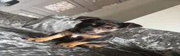 Jack Russell dogs for sale: 🐾1 Merle Jack Russell Girl & 1 black & tan boy  - Advert 14