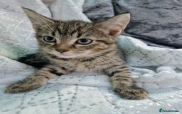 British Shorthair cats for sale:  Lovely 3 tabby male & 3 black female kittens. - Image 5