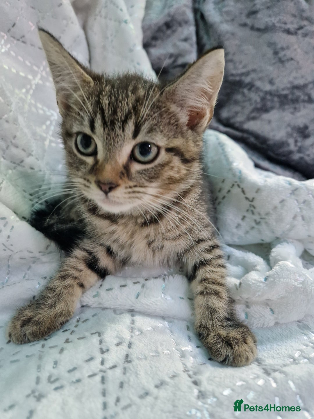 British Shorthair cats for sale:  Lovely 3 tabby male & 3 black female kittens. - Image 5