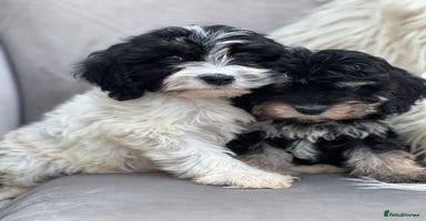 Cavapoo dogs - Advert 3