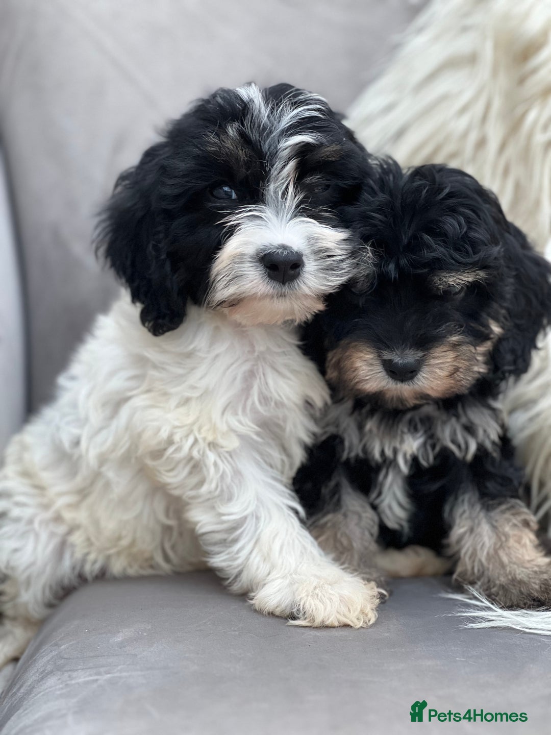 Cavapoo dogs for sale: Cavapoo female puppy - health tested - Image 2