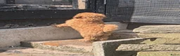 Toy Poodle dogs for sale: Toy poodle puppies for sale - Advert 6