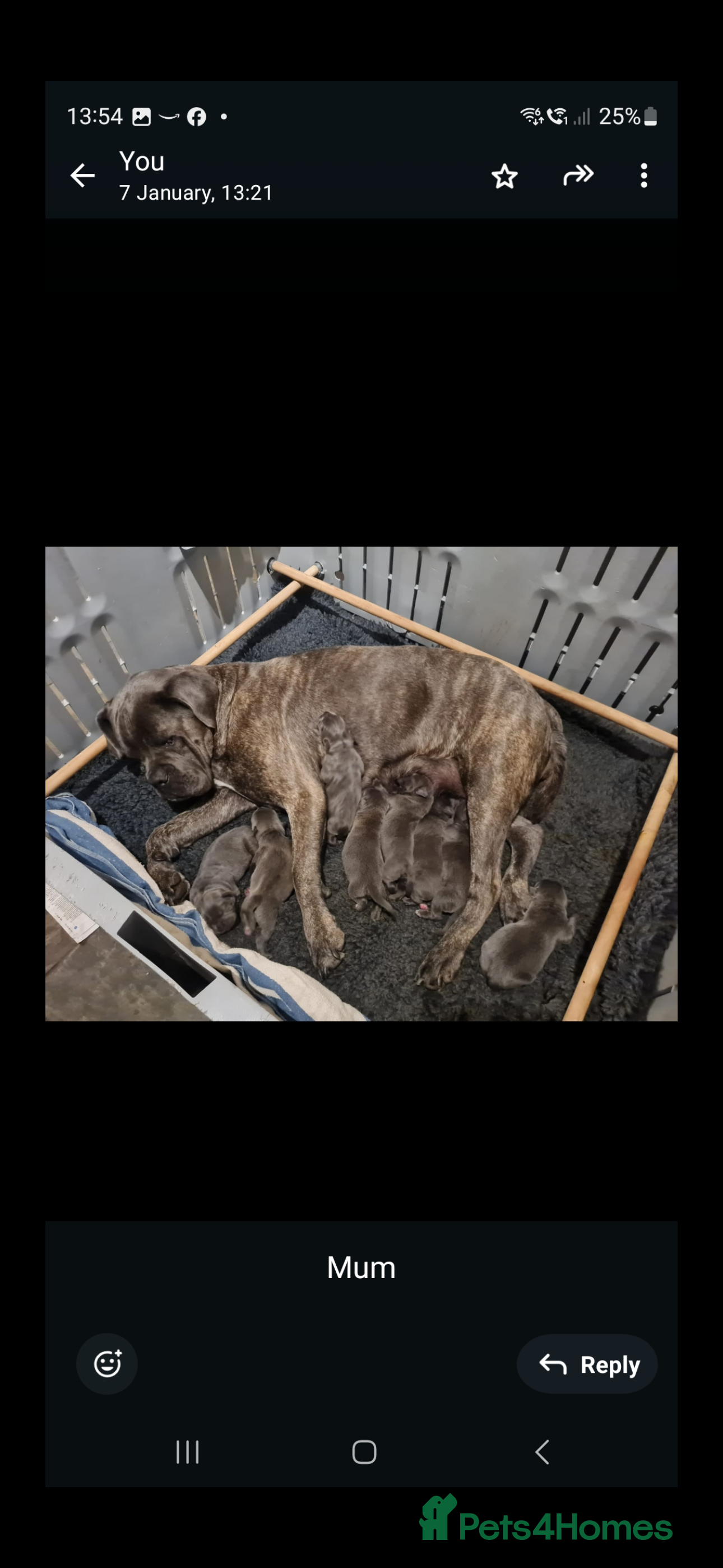 Cane Corso dogs Female 7 months old Cane Corso Pup - Advert 1