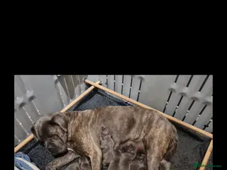 Cane Corso dogs Female 7 months old Cane Corso Pup - Advert 1