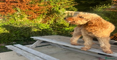 Goldendoodle dogs - Advert 15