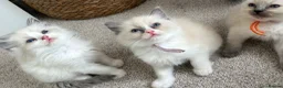 Ragdoll cats for stud: Ragdoll stud  - Advert 8