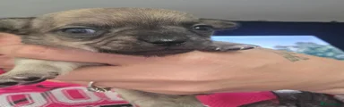 Chihuahua 2