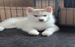 Siberian Husky dogs for sale: Beautiful KC registered Siberian puppies  - Image 2