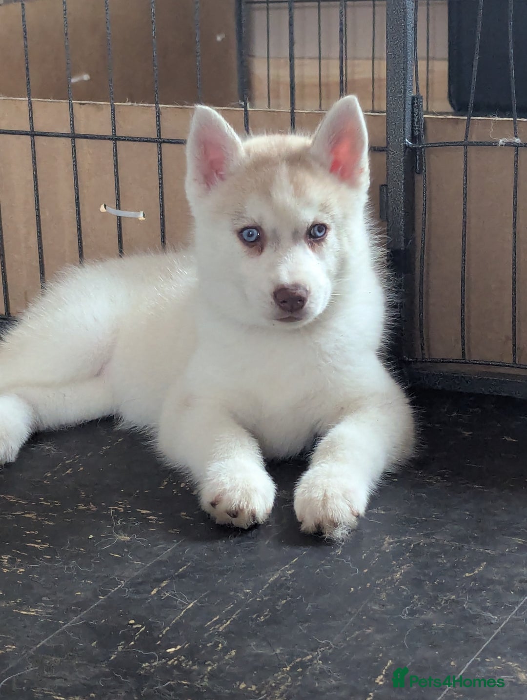 Siberian Husky dogs for sale: Beautiful KC registered Siberian puppies  - Image 2