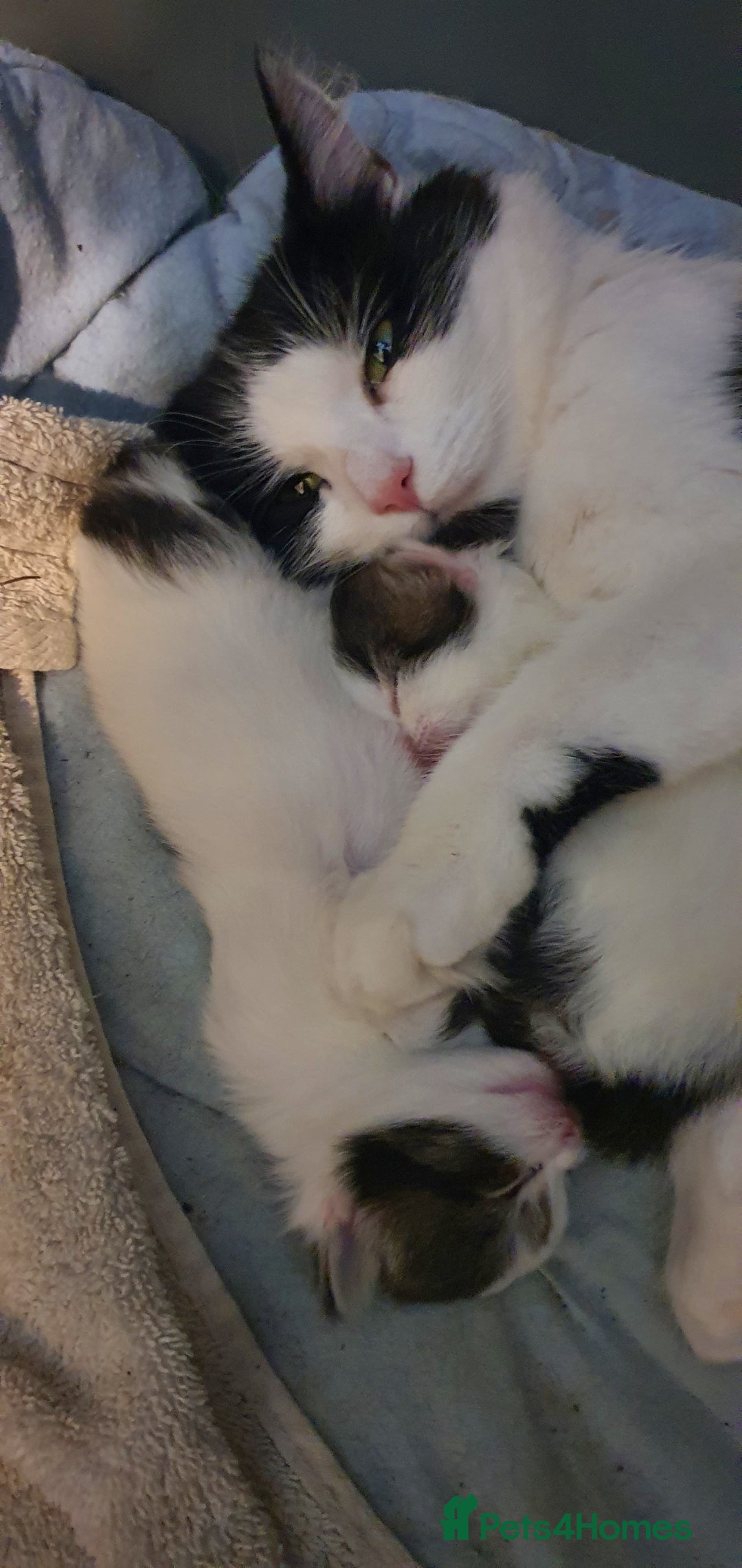 Persian cats for sale: PERSIAN CROSS KITTEN BABIES - Image 1