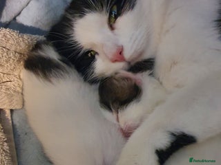 Persian cats - Advert 35