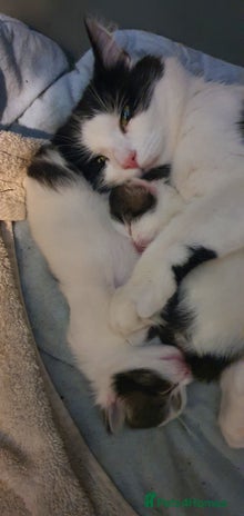 Persian cats - Advert 7