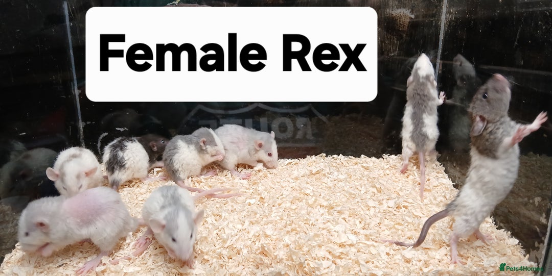 Rat rodents for sale: Baby Dumbo Rats Normal - Rex Furred  - Advert 16