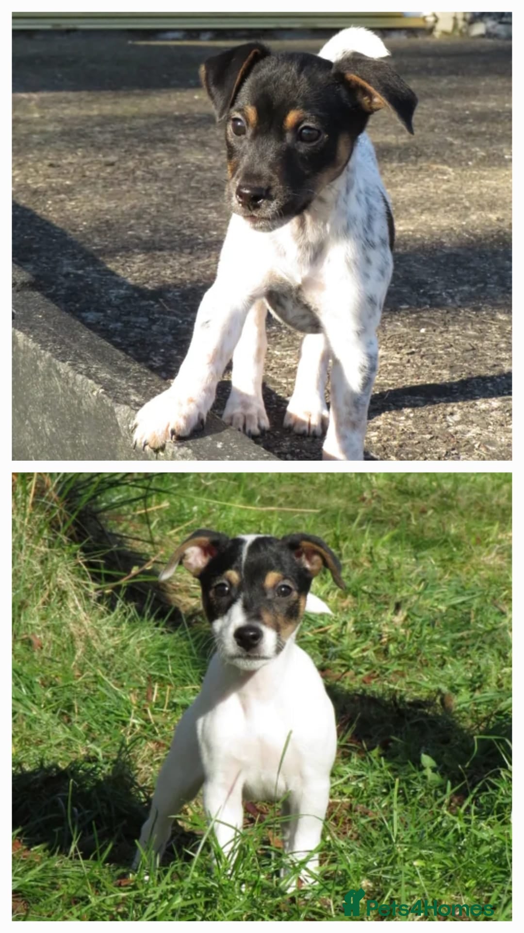 Mixed Breed dogs Parson Russell x Jack Russell  - Advert 1