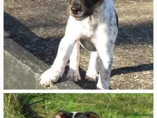Mixed Breed dogs Parson Russell x Jack Russell - Advert 1